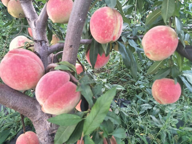 桃苗施肥對土壤的氮養(yǎng)快速測試